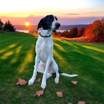 Rescue Pointer Dogs for Adoption in Kenedy, Texas - Clay | PetCurious