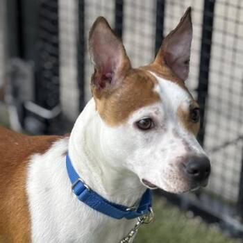 Mixed Breed Dogs Available for Adoption in Merriam, Kansas - Lentil | PetCurious