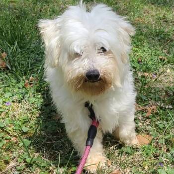 Maltipoo Dogs Available for Adoption in Reston, Virginia - Kindhearted Kimber | PetCurious