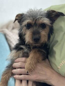 LULU -  Yorkshire Terrier Dog Available for Adoption in Atascadero, California - LULU | PetCurious