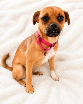 Sky -  Pug and Beagle Dog for Adoption in Denver, Colorado - Sky | PetCurious