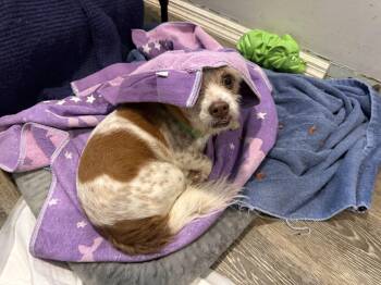 Jack Russell Terrier Dogs Available for Adoption - Marco | PetCurious