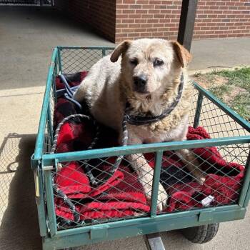 Chunk Norris -  Cattle Dog Dog for Adoption in Lyndhurst, Virginia - Chunk Norris | PetCurious