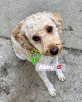 Golden Retriever and Poodle Dogs Available for Adoption in Buffalo, New York - Abby | PetCurious