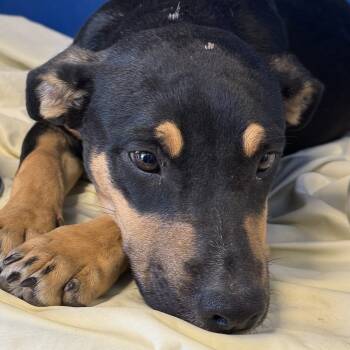 Rescue Mixed Breed Dogs for Adoption in Las Cruces, New Mexico - 99270 | PetCurious