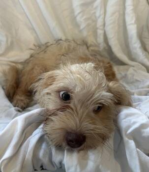 Biscotti -  Lhasa Apso and Terrier Dog for Adoption - Biscotti | PetCurious
