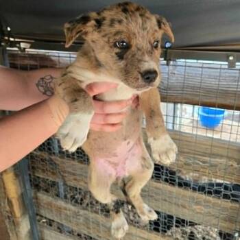 763 (2026) Pecos -  Australian Cattle Dog Blue Heeler and Mixed Breed Dog for Adoption in Parker, Colorado - 763 (2026) Pecos | PetCurious