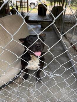 Shorty -  Pit Bull Terrier Dog for Adoption in Ozark, Alabama - Shorty | PetCurious