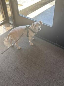 STEVEN -  Poodle and Mixed Breed Dog for Adoption in Burbank, California - STEVEN | PetCurious