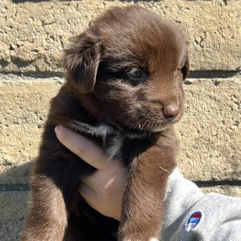 Frito -  Labrador Retriever and German Shepherd Dog Dog for Adoption in Pasadena, California - Frito | PetCurious