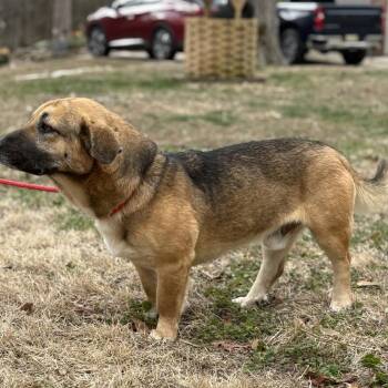 Basset Hound and Shepherd Dogs Available for Adoption - MAVERICK | PetCurious