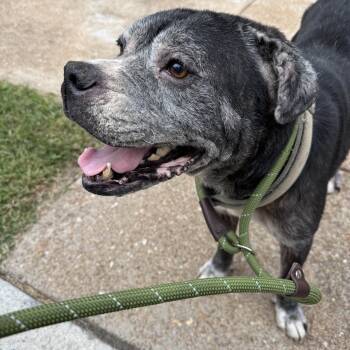 Rescue Boxer Dogs for Adoption in St. Louis, Missouri - Mr. Irving | PetCurious