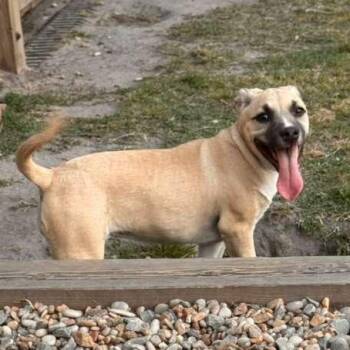 Staffordshire Bull Terrier Dogs Available for Adoption in Yonkers, New York - Indigo | PetCurious