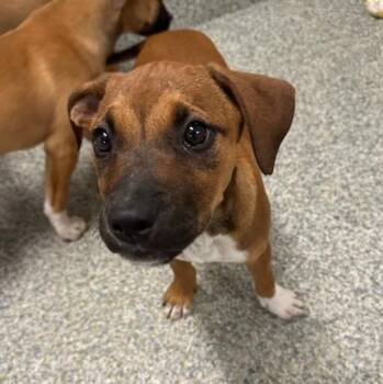 Hound and Boxer Dogs Available for Adoption in Manassas, Virginia - Pecan (ID 51702) | PetCurious