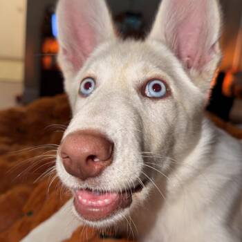 Tofu -  Husky and Mixed Breed Dog for Adoption in Daphne, Alabama - Tofu | PetCurious