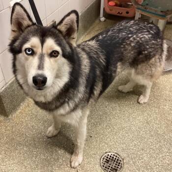 Luna -  Siberian Husky Dog for Adoption in San Gabriel, California - Luna | PetCurious