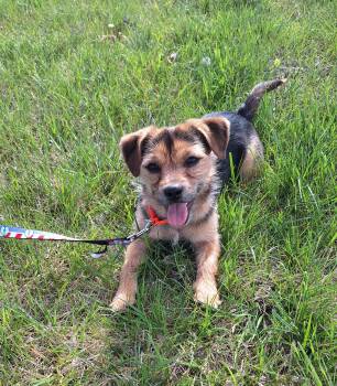 Yorkshire Terrier Dogs Available for Adoption in Whitestown, Indiana - Pongo | PetCurious