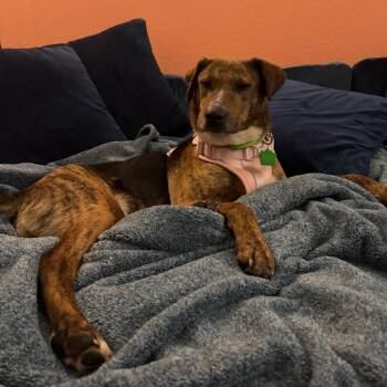 Mandy -  Labrador Retriever Dog for Adoption in San Diego, California - Mandy | PetCurious