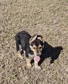 German Shepherd Dog Dogs Available for Adoption - Titan | PetCurious
