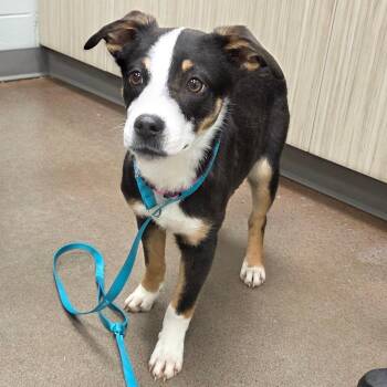 Mixed Breed Dogs Available for Adoption in Chattanooga, Tennessee - Daisie | PetCurious