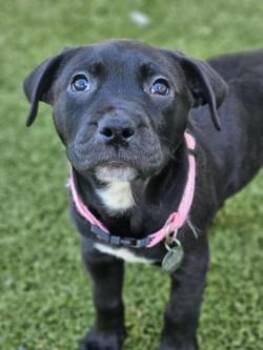Mixed Breed Dogs Available for Adoption in Savannah, Georgia - Clover | PetCurious