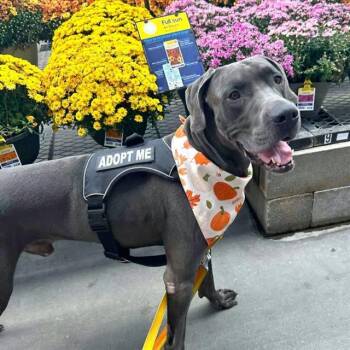 Great Dane Dogs Available for Adoption in Las Vegas, Nevada - DRACO | PetCurious