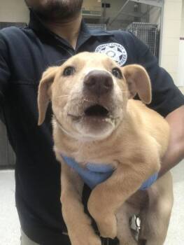 Doberman Pinscher and Mixed Breed Dogs Available for Adoption in Conroe, Texas - A427346 | PetCurious