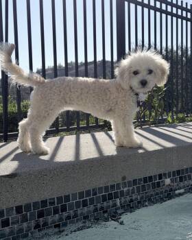 Girly -  Poodle Dog for Adoption in Corona, California - Girly | PetCurious