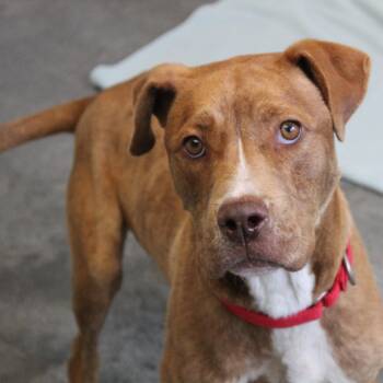 Mixed Breed Dogs Available for Adoption in Brooksville, Kentucky - Werther | PetCurious