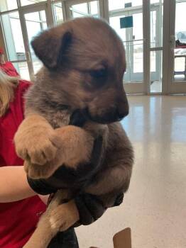 Mixed Breed Dogs Available for Adoption in Hobbs, New Mexico - Lily | PetCurious