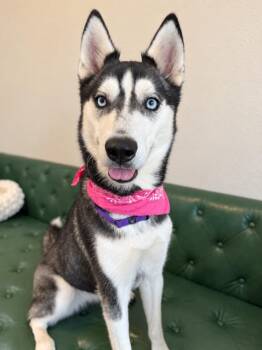 Pepper Precious -  Husky and Siberian Husky Dog for Adoption in Friendswood, Texas - Pepper Precious | PetCurious