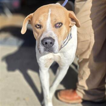 Pit Bull Terrier Dogs Available for Adoption - Ace | PetCurious