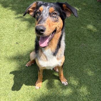Azriel -  Terrier Dog for Adoption in Dallas, Texas - Azriel | PetCurious