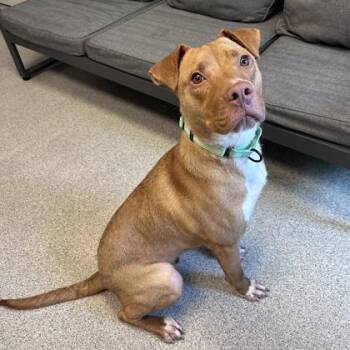 Austin -  Mixed Breed Dog for Adoption in Lansing, Michigan - Austin | PetCurious