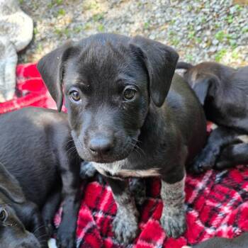 Uno -  Mixed Breed Dog for Adoption in Glenfield, New York - Uno | PetCurious