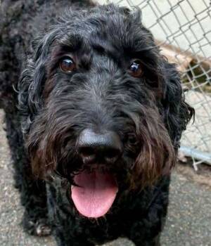 Cocoa Butter -  Cocker Spaniel and Poodle Dog for Adoption in Waunakee, Wisconsin - Cocoa Butter | PetCurious