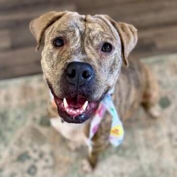 Poppy Happy Hop -  Staffordshire Bull Terrier and Boxer Dog for Adoption in Friendswood, Texas - Poppy Happy Hop | PetCurious