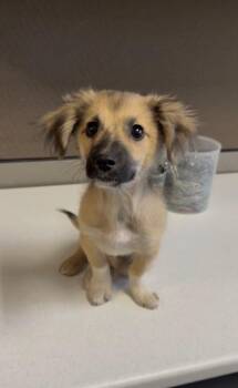 WAFFLES -  Dachshund Dog for Adoption in Los Angeles, California - WAFFLES | PetCurious