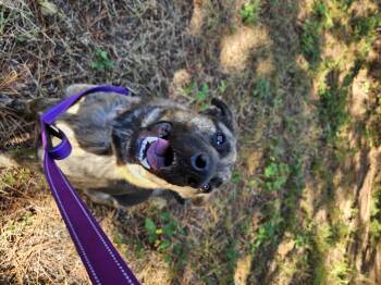 Rescue Shepherd Dogs for Adoption in Shelby, North Carolina - Frick | PetCurious