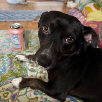 Henry -  Dachshund and Mixed Breed Dog for Adoption in Helena, Alabama - Henry | PetCurious