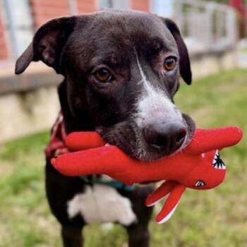 Labrador Retriever and Mixed Breed Dogs Available for Adoption - Fortnight | PetCurious