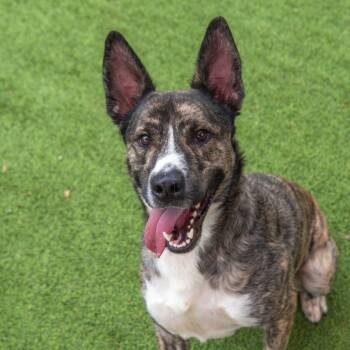 Rescue German Shepherd Dog and Mixed Breed Dogs for Adoption in Gainesville, Georgia - Beau | PetCurious