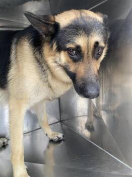 Mixed Breed Dogs Available for Adoption - STELLO | PetCurious