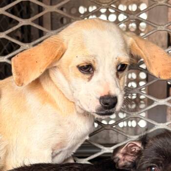 Shepherd Dogs Available for Adoption in Edinburg, Texas - George | PetCurious