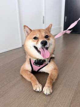 Shiba Inu Dogs Available for Adoption in New York, New York - Waon | PetCurious