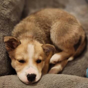 Mixed Breed Dogs Available for Adoption in Buffalo, Minnesota - Pally | PetCurious