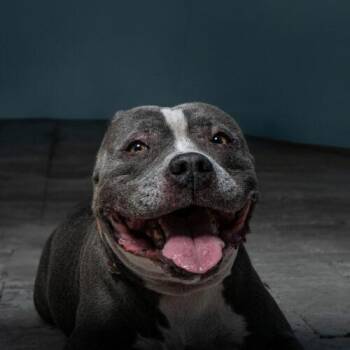 American Staffordshire Terrier and Mixed Breed Dogs Available for Adoption in Fort Lauderdale, Florida - Lola | PetCurious