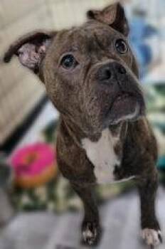 Staffordshire Bull Terrier Dogs Available for Adoption - Eva | PetCurious