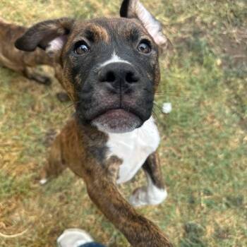 SONNY -  Mixed Breed Dog for Adoption in Loveland, Colorado - SONNY | PetCurious