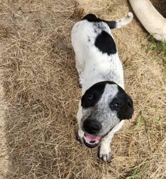 Roxy -  Bluetick Coonhound and Border Collie Dog for Adoption in Jefferson, Texas - Roxy | PetCurious